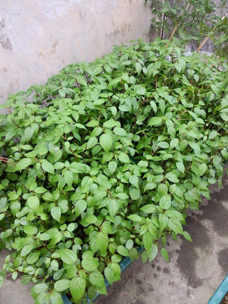 Trồng[-]nhiều[-]loại[-]rau[-]khác[-]nhau[-]với[-]diện[-]tích[-]15[-]m2